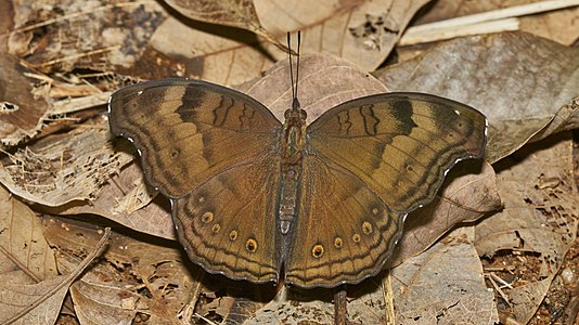 Junonia iphita (Chocolate Pansy)