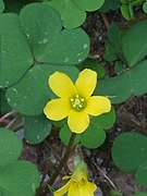 Oxalis corniculata