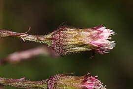 Petasites frigidus 6213.JPG