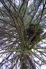 Thumbnail for File:Abies pinsapo.jpg