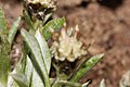 Antennaria dimorpha