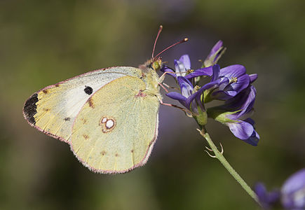 Colias sareptensis (Berger's Clouded Yellow)