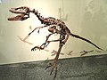 Deinonychus antirrhopus - AMNH - DSC06297.JPG