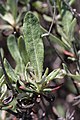 Eriogonum sphaerocephalum