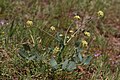 Lomatium nudicaule