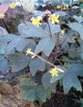 Habitus, leaves and flowers