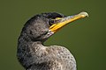 Phalacrocorax auritus