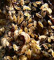 Puces de mer (Talitrus saltator) sur la plage de la Palue 5