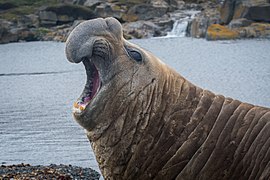 2020-11 Kerguelen Islands - Southern elephant seal 30.jpg