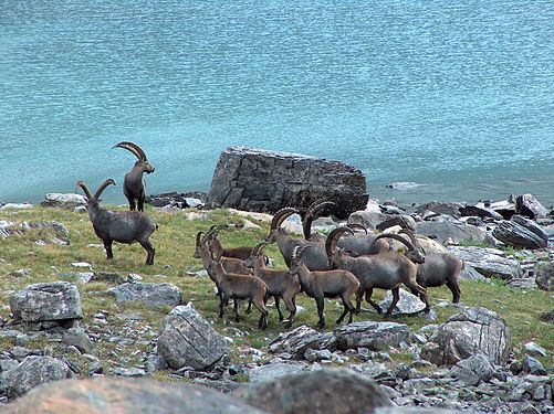 Bouquetins au lac Long (PN de la Vanoise) Photograph: Ibex73