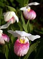 Cypripedium reginae