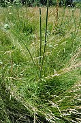 Daucus carota - leaf, stem, flowerbud (18217727294).jpg