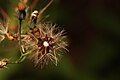 Hieracium albiflorum