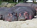 Hippopotamusses