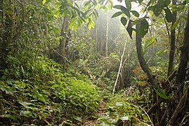 Hutan Adat Batin Batuah in Bukit Bulan, Sarolangun Regency, Jambi