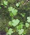 Apium graveolens var. rapaceum seedlings