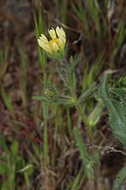 Layia glandulosa