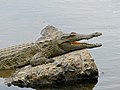 Crocodylus niloticus