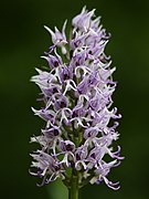   Orchis simia