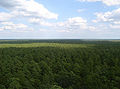 Forest, Apple Pie Hill, New Jersey