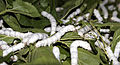 Silk worms 21 days old