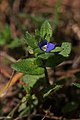 Veronica arvensis