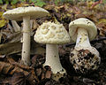 Amanita citrina