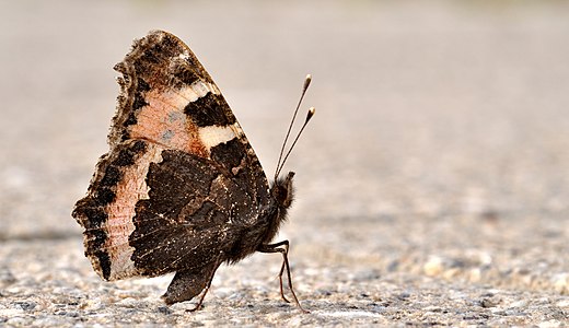 Aglais urticae (Small Tortoiseshell)