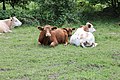 resting cattle