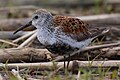 Calidris alpina