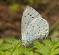 Celastrina argiolus