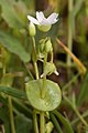 Claytonia perfoliata