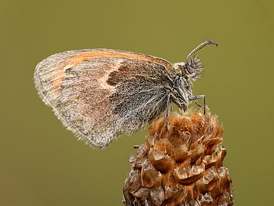 Coenonympha pamphilus - Kulna