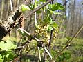 Ribes rubrum L. var. rubrum