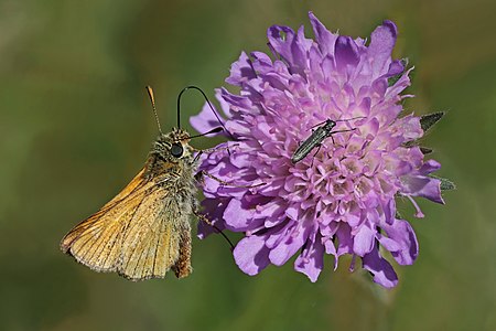 Ochlodes sylvanus (Large skipper)