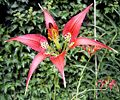 Lilium catesbaei, flora