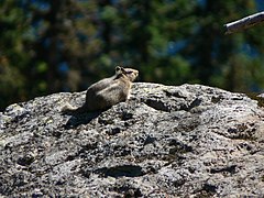 Spermophilus saturatus