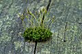 Moss on dead wood