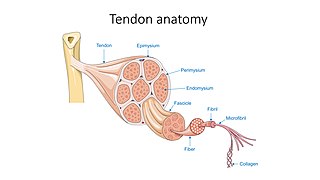 Tendon anatomy - Tendon Epimysium Fascicle Fiber Fibril etc -- Smart-Servier.jpg