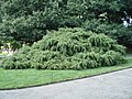 Tsuga canadensis (Eastern Hemlock)