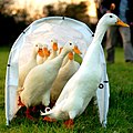 tunnel of ducks