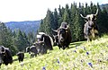 regiowiki:Datei:Yaks auf der Enzianwiese.JPG