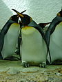 Kaiserpinguine