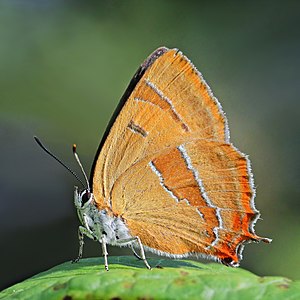 Brown hairstreak (Thecla betulae) female 2