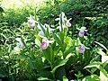 Cypripedium reginae