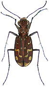 Cicindela flexuosa