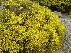 Cytisus oromediterraneus 1.jpg