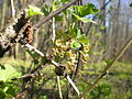 Ribes rubrum L. var. rubrum