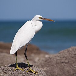 Western reef heron - white morph. Egretta gularis