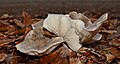 Oyster mushroom